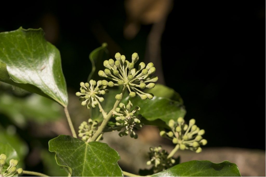 Clematis vitalba e Hedera helix