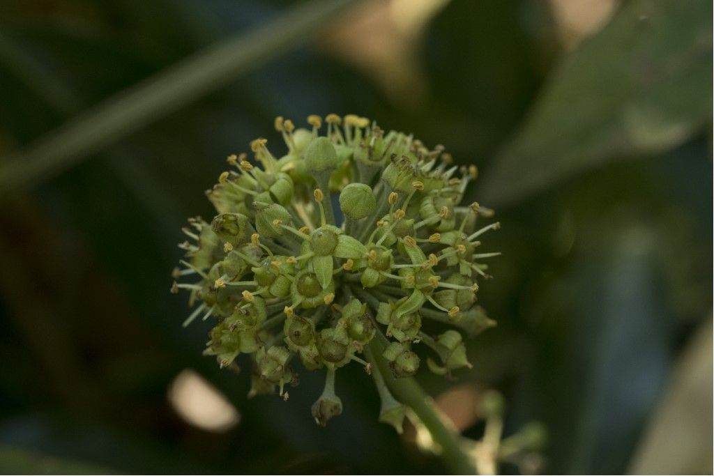 Clematis vitalba e Hedera helix