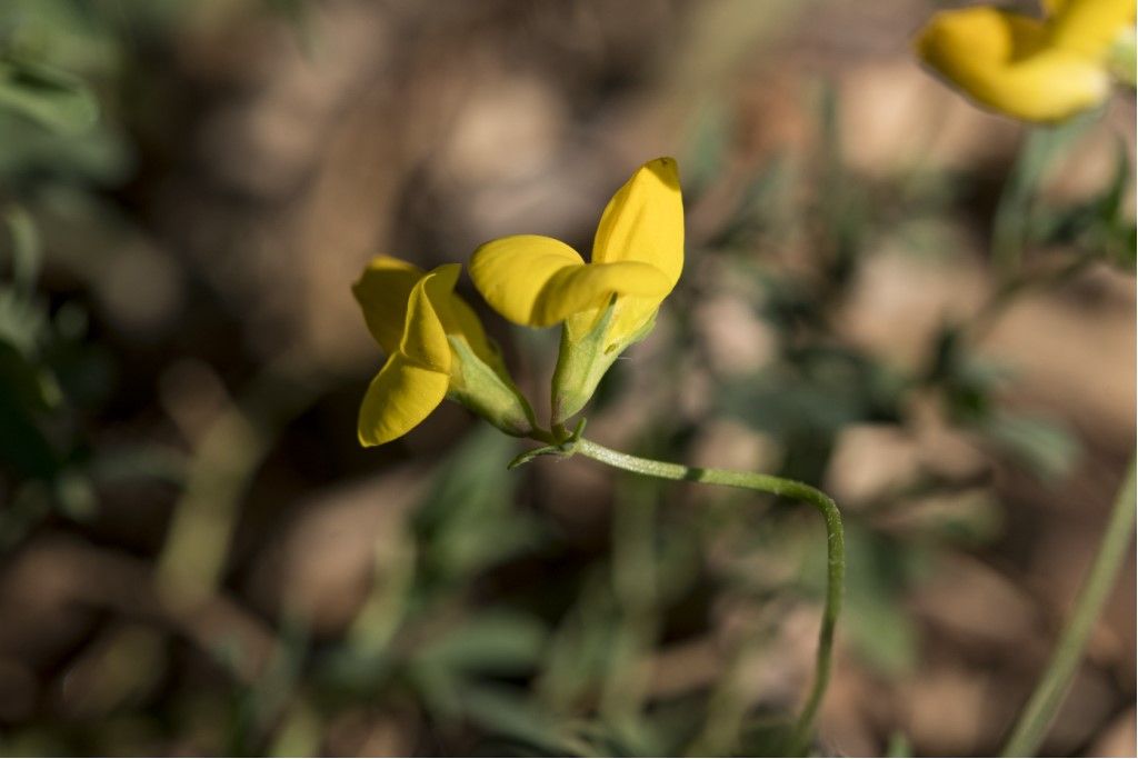 Fabaceae da determinare