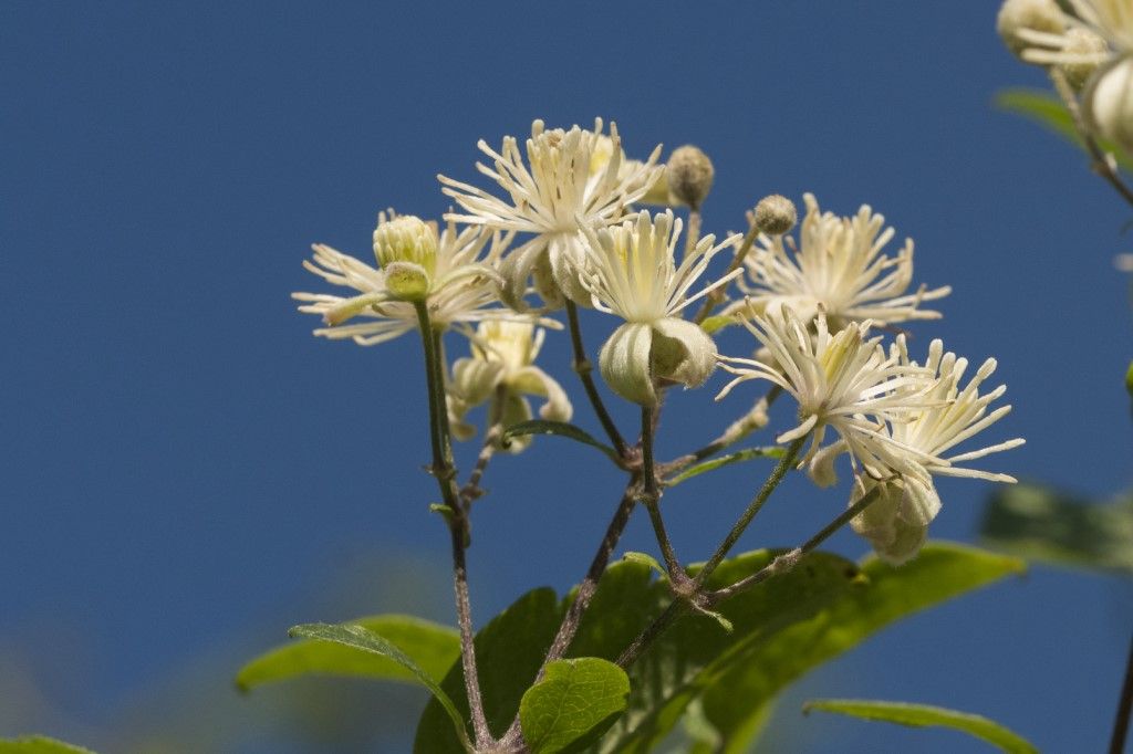 Clematis vitalba e Hedera helix
