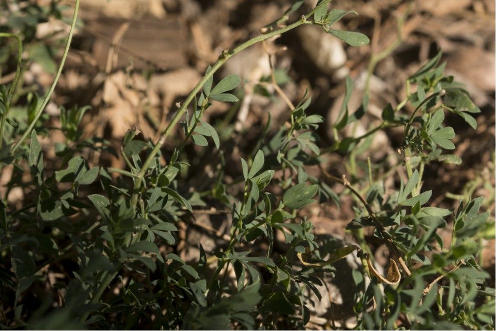 Fabaceae da determinare
