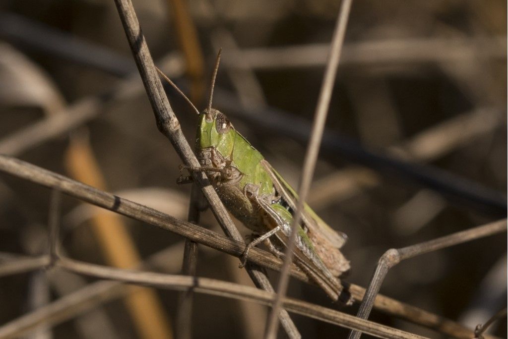 Orthoptera da determinare