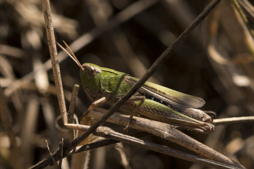 Orthoptera da determinare