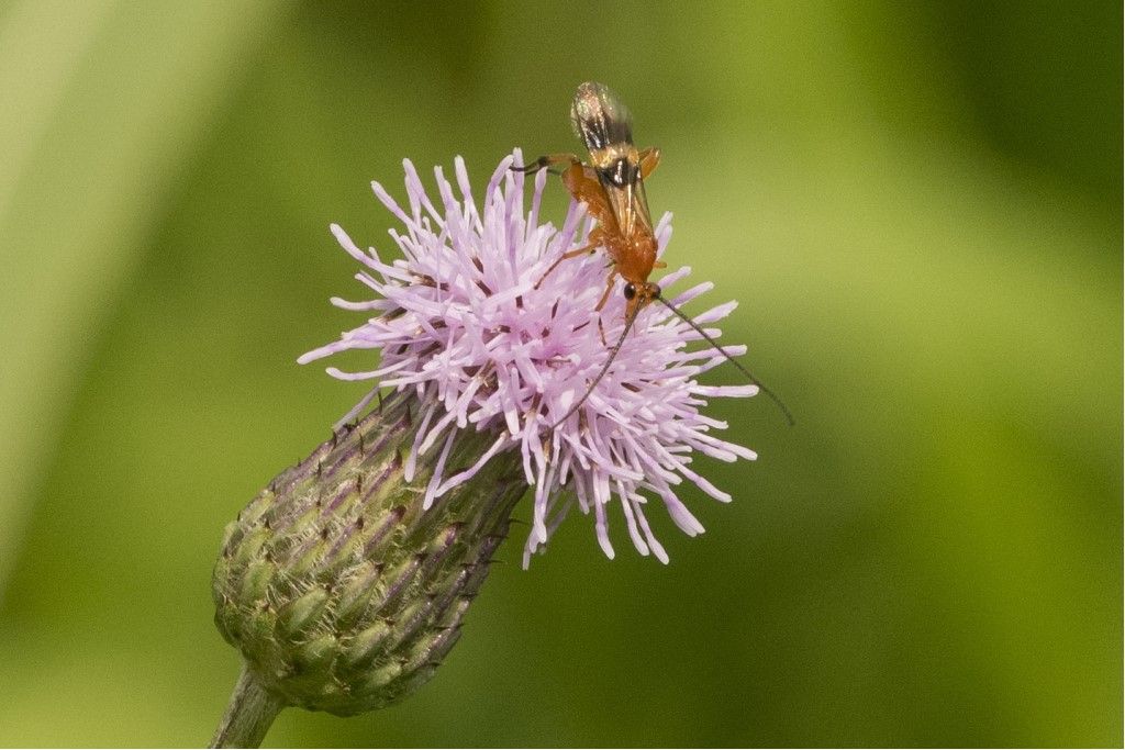 Braconidae: Cremnops desertor