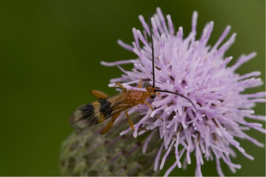 Braconidae: Cremnops desertor