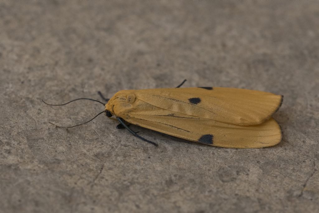 farfallina da determinare