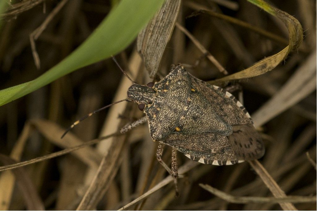 Halyomorpha halys ?  S�