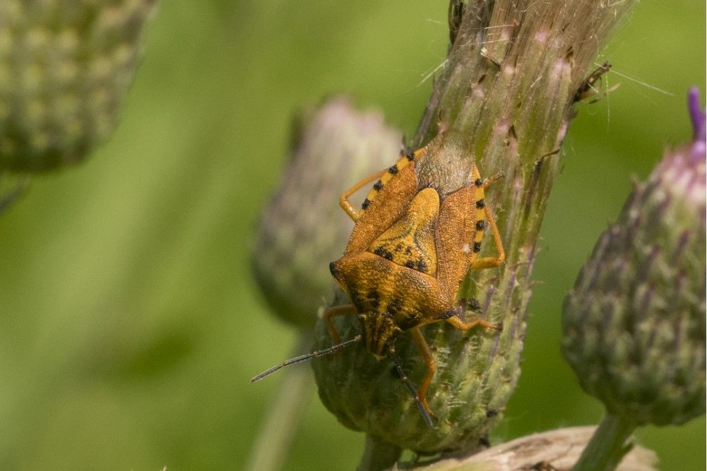 Carpocoris purpureipennis ?