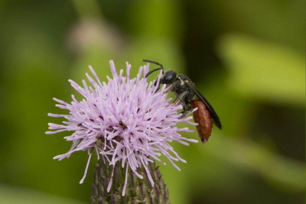 Apidae Halictinae: femmina di Sphecodes sp.