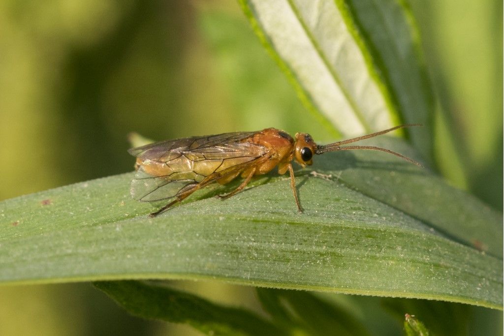 Hymenoptera, Tenthredinidae: cfr. Hemichroa crocea