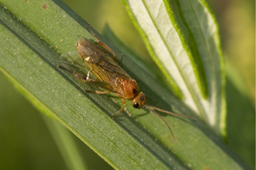 Hymenoptera, Tenthredinidae: cfr. Hemichroa crocea