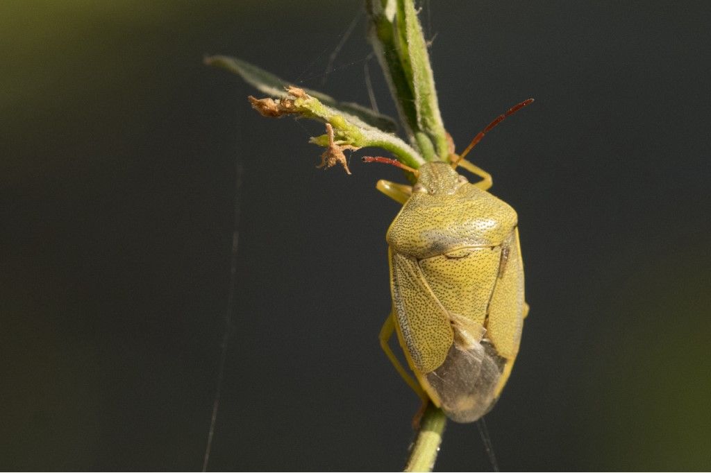 Pentatomidae: Piezodorus lituratus f. alliacea