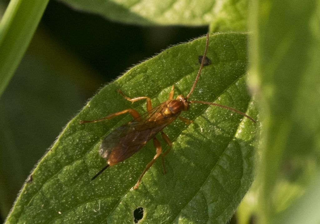 Hymenoptera da determinare.