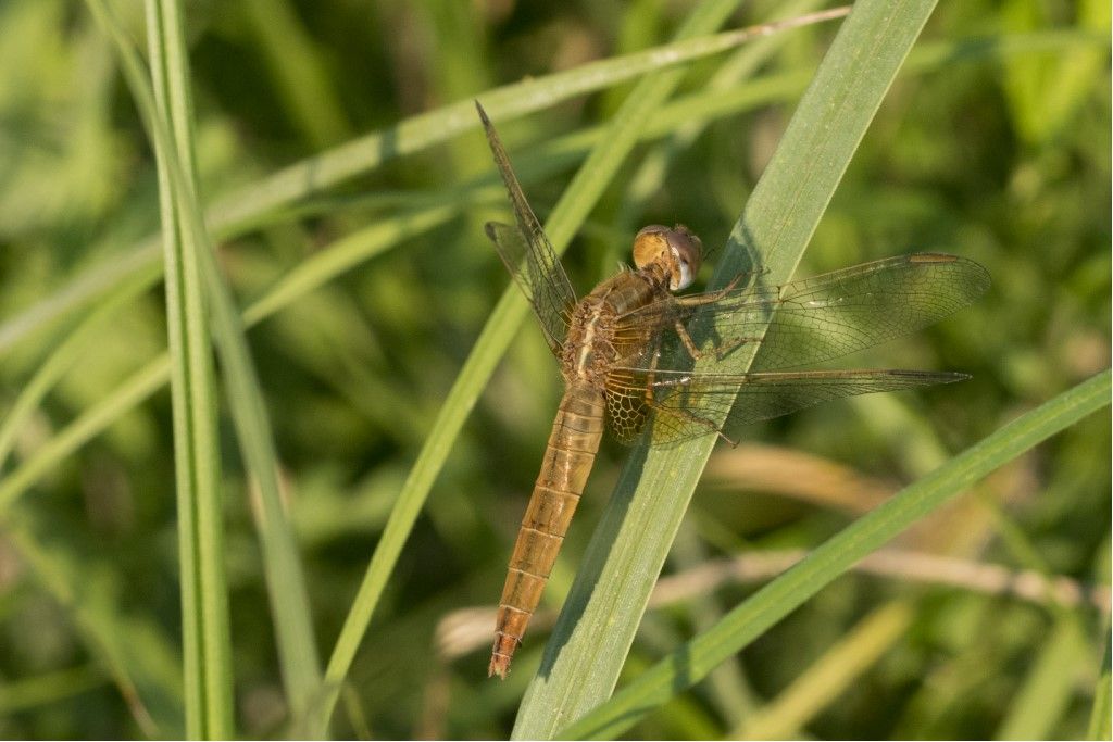 Crocothemis erythraea? s!