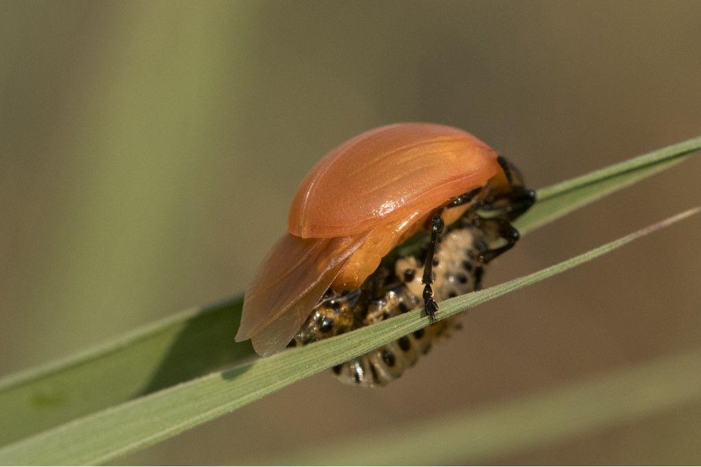 Chrysomela populi ? ... Chrysomela sp.