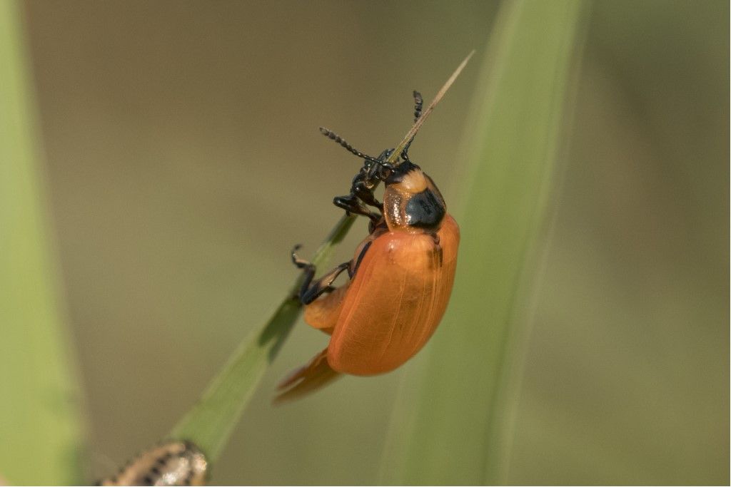 Chrysomela populi ? ... Chrysomela sp.