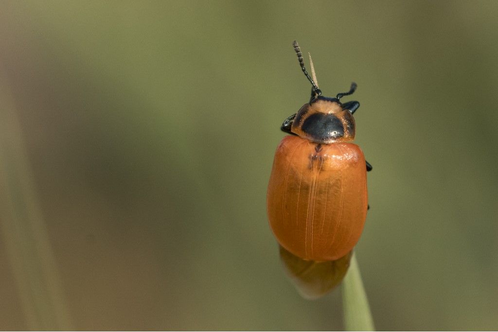 Chrysomela populi ? ... Chrysomela sp.