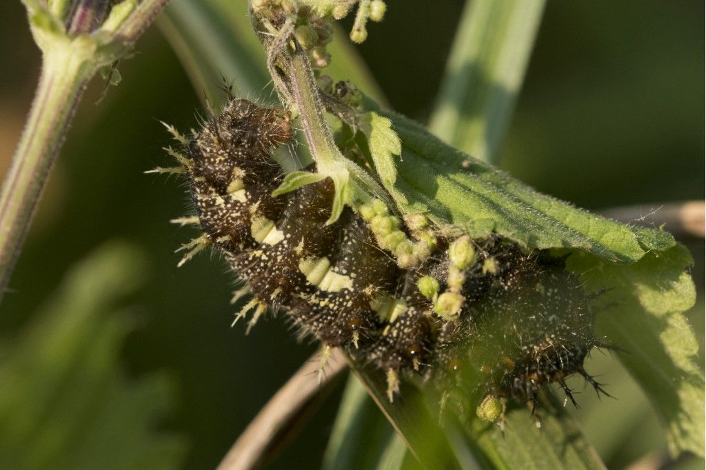 Bruco di Vanessa atalanta - Nymphalidae