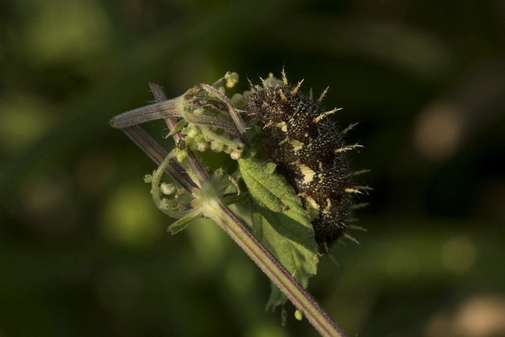 Bruco di Vanessa atalanta - Nymphalidae