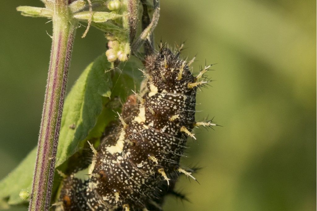 Bruco di Vanessa atalanta - Nymphalidae