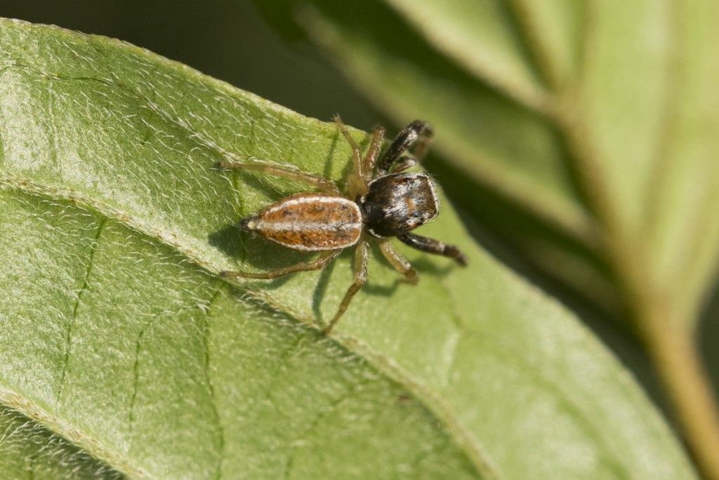 Salticidae: Icius hamatus, maschio - Crema (CR)