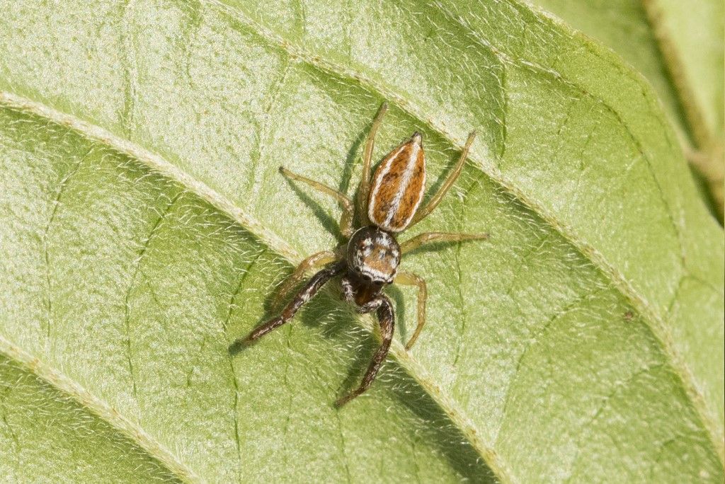 Salticidae: Icius hamatus, maschio - Crema (CR)