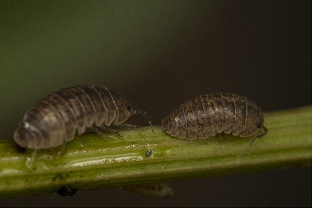 Isopoda: Armadillidium sp. ?