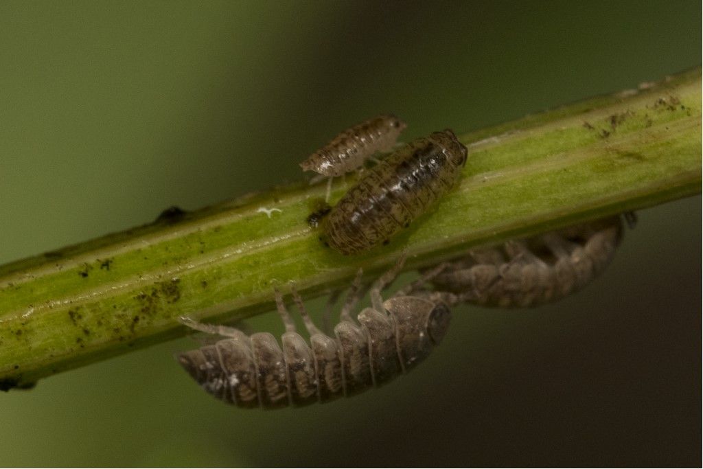 Isopoda: Armadillidium sp. ?