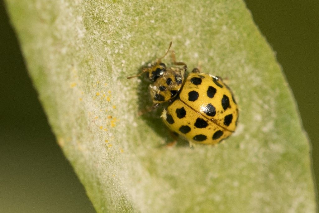 Psyllobora vigintiduopunctata ? S.