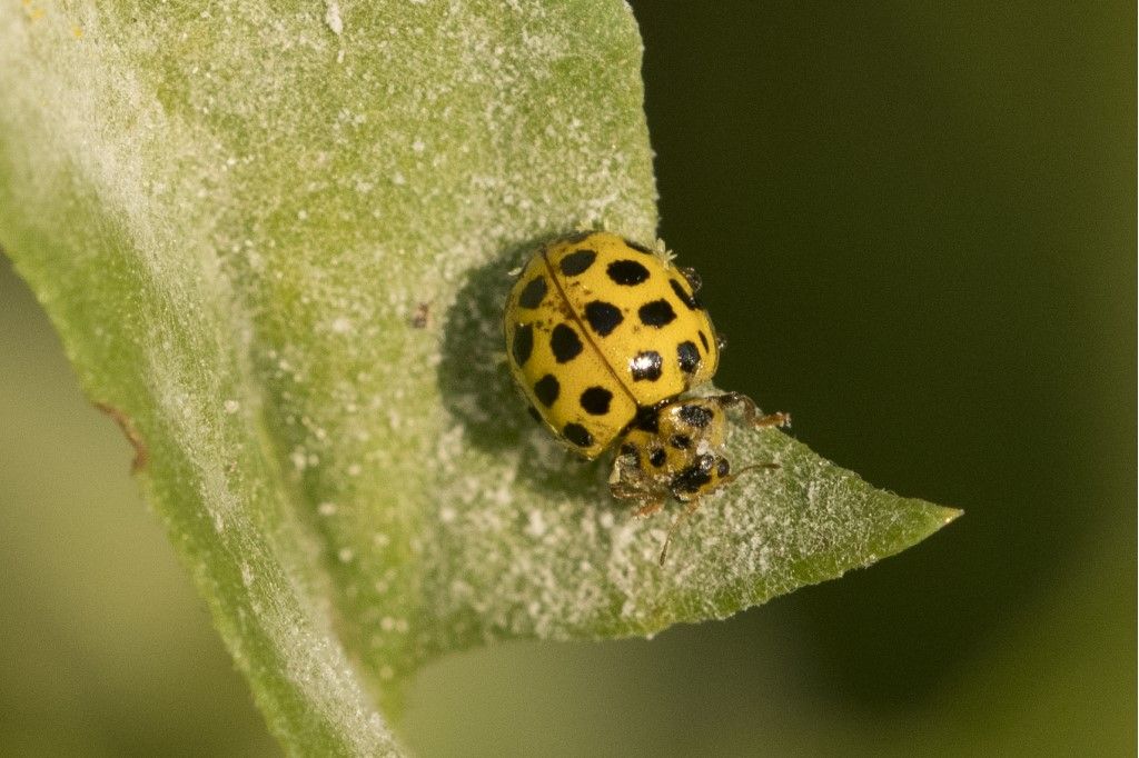 Psyllobora vigintiduopunctata ? S.