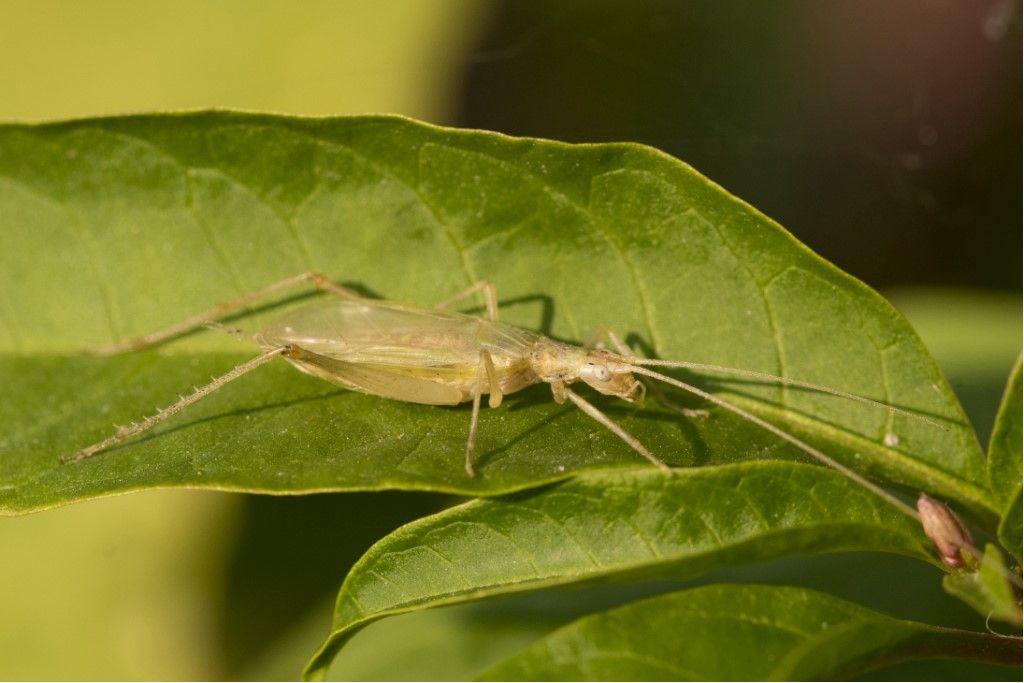 Oecanthus pellucens, maschio (Gryllidae)