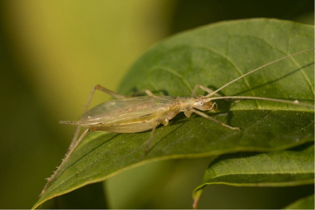 Oecanthus pellucens, maschio (Gryllidae)