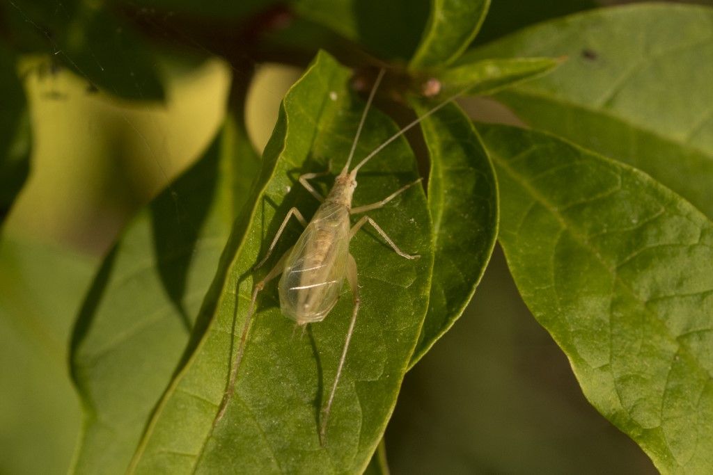 Oecanthus pellucens, maschio (Gryllidae)