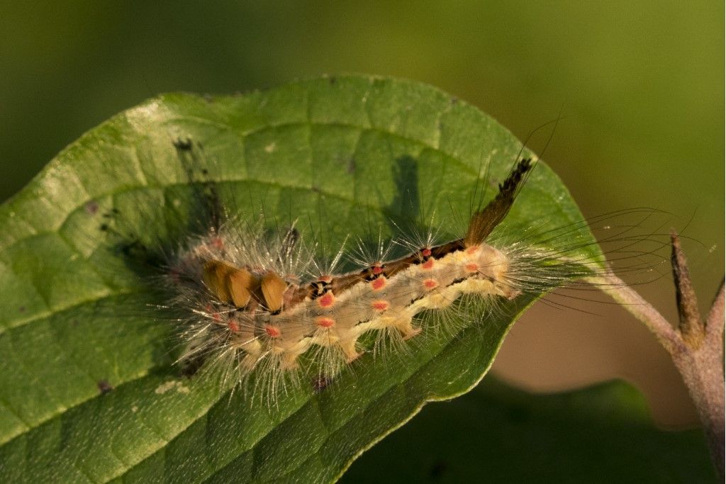 Bruco di Orgya antiqua - Erebidae Lymantriinae