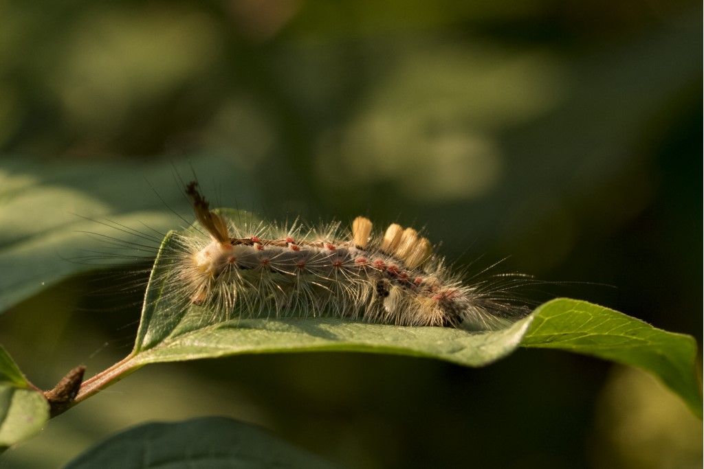 Bruco di Orgya antiqua - Erebidae Lymantriinae