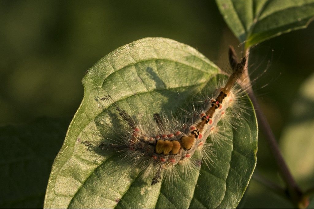 Bruco di Orgya antiqua - Erebidae Lymantriinae