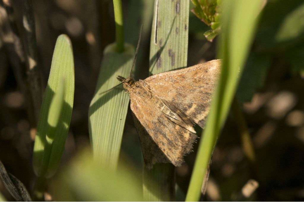 Pyrausta despicata - Crambiade