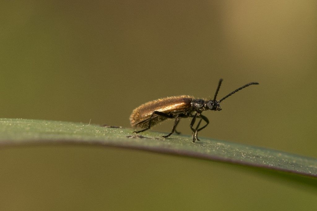 Tenebrionidae Lagriinae: Lagria hirta ? Lagria cfr. hirta