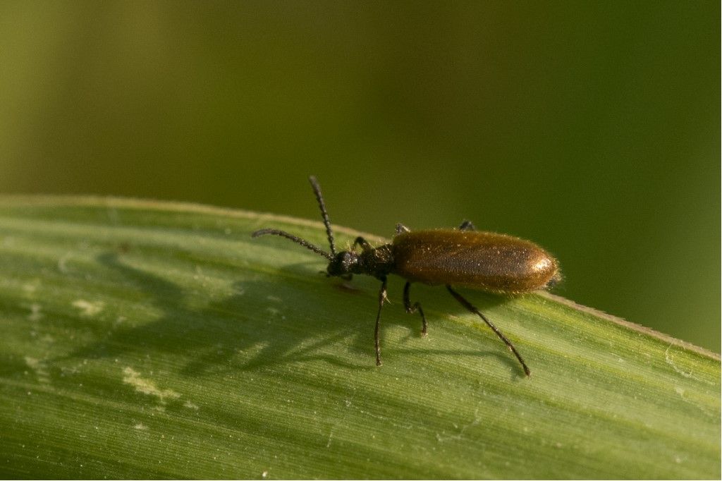 Tenebrionidae Lagriinae: Lagria hirta ? Lagria cfr. hirta