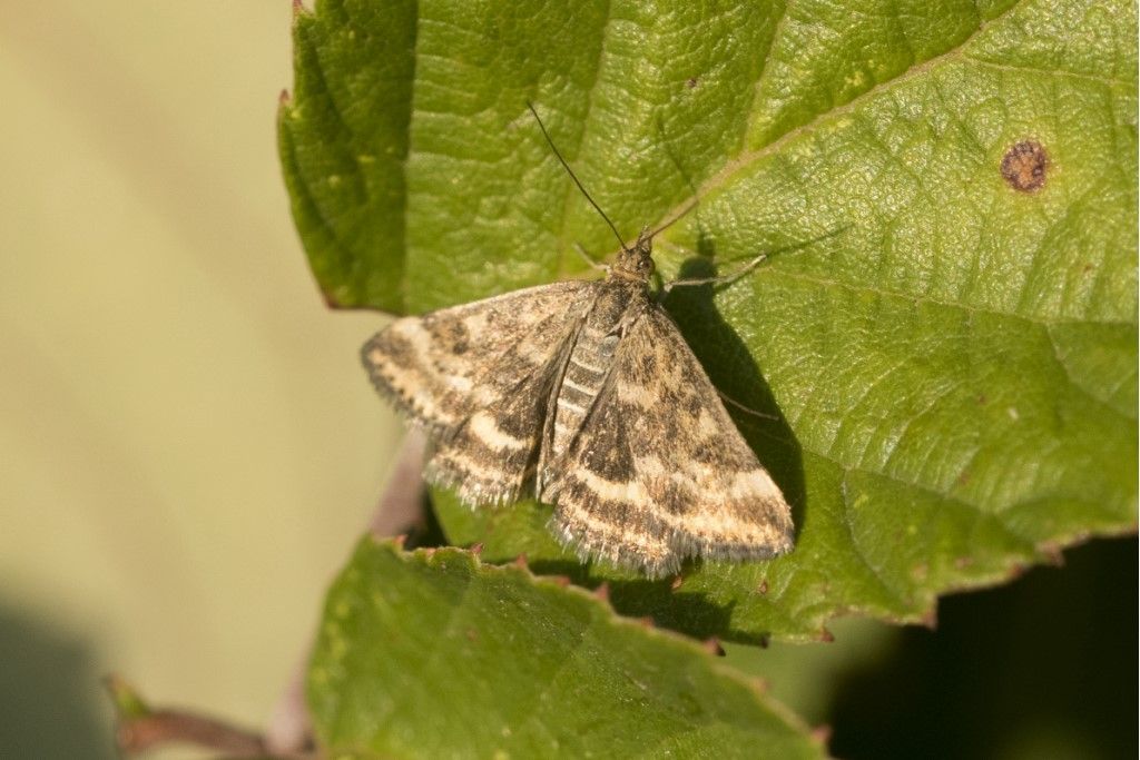 Pyrausta despicata - Crambiade