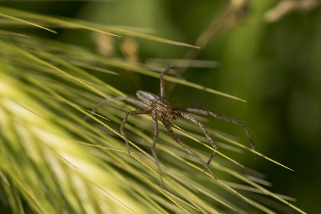 Tibellus sp., maschio - Crema (CR)