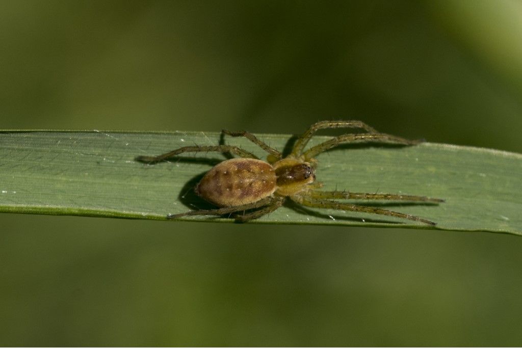 Pisauridae: Dolomedes fimbriatus ? Dolomedes sp., giovane - Crema (CR)