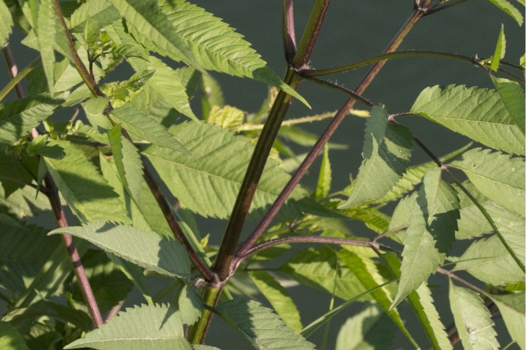 Bidens frondosa (Asteraceae)