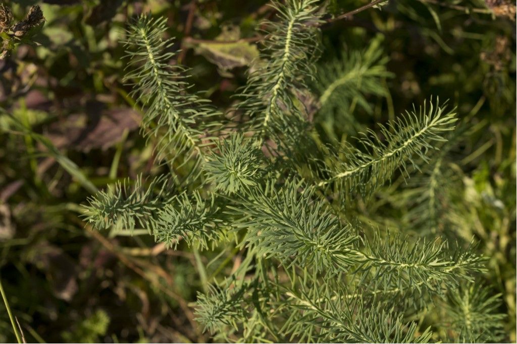 Euphorbia cyparissias