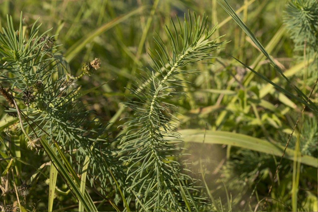 Euphorbia cyparissias