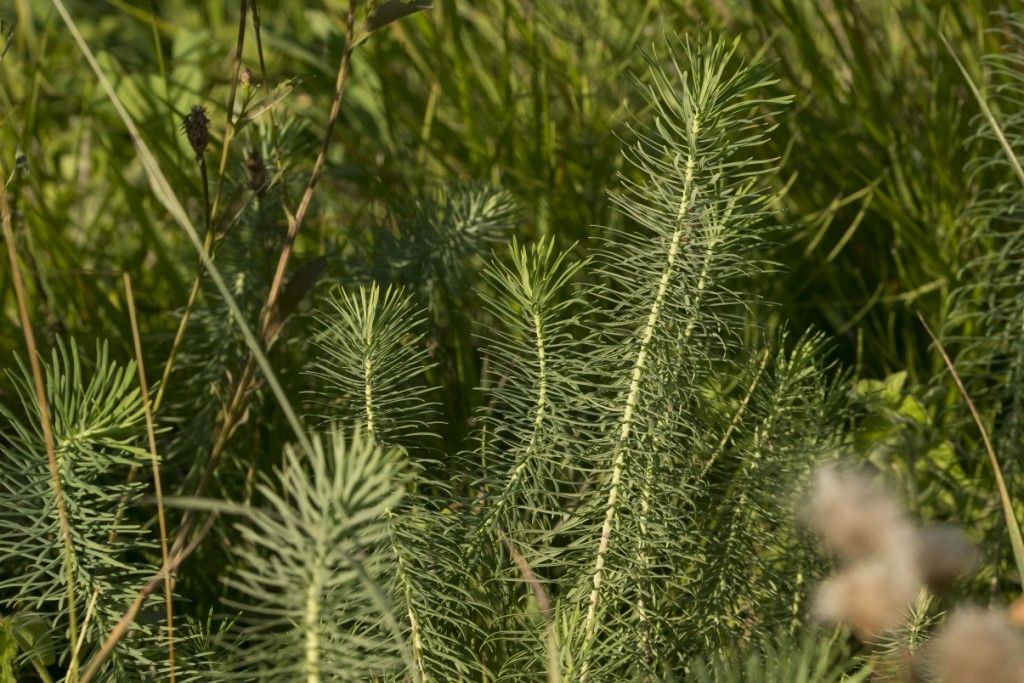 Euphorbia cyparissias