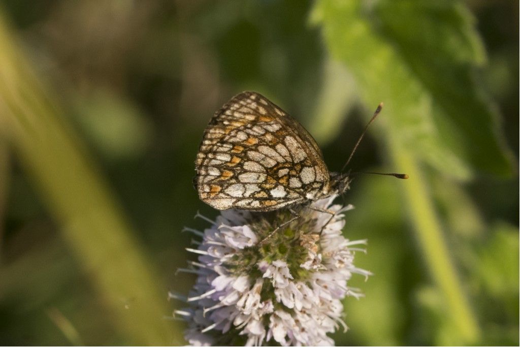Farfallina da identificare