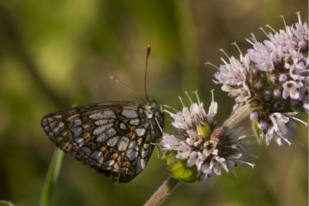 Farfallina da identificare