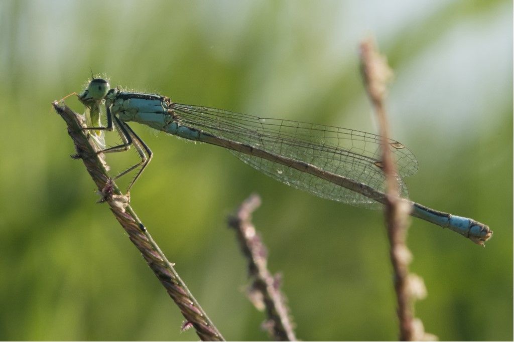 Ischnura elegans?  S