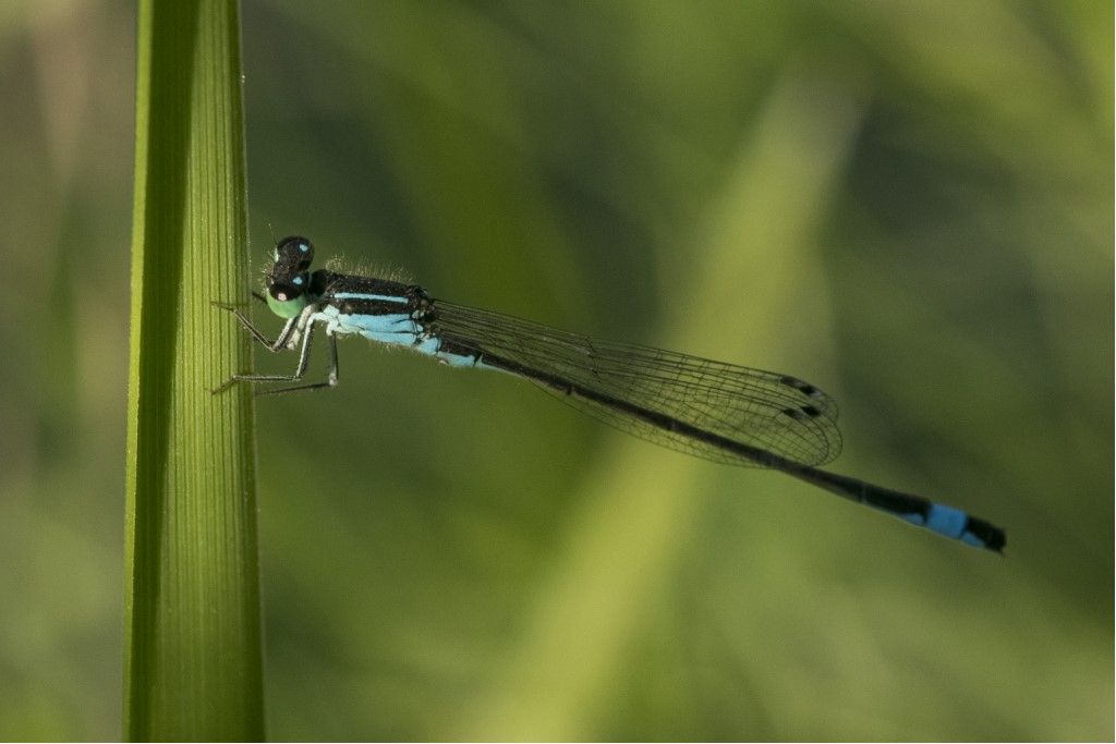 Ischnura elegans?  S